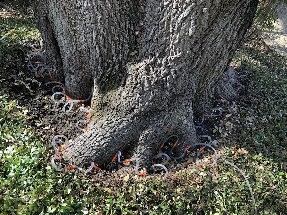 Detailed Tree Cabling and Bracing job site in Hephzibah