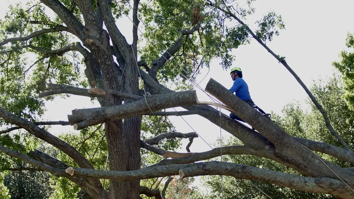 Professional Crown Thinning performed by certified arborists in Hephzibah