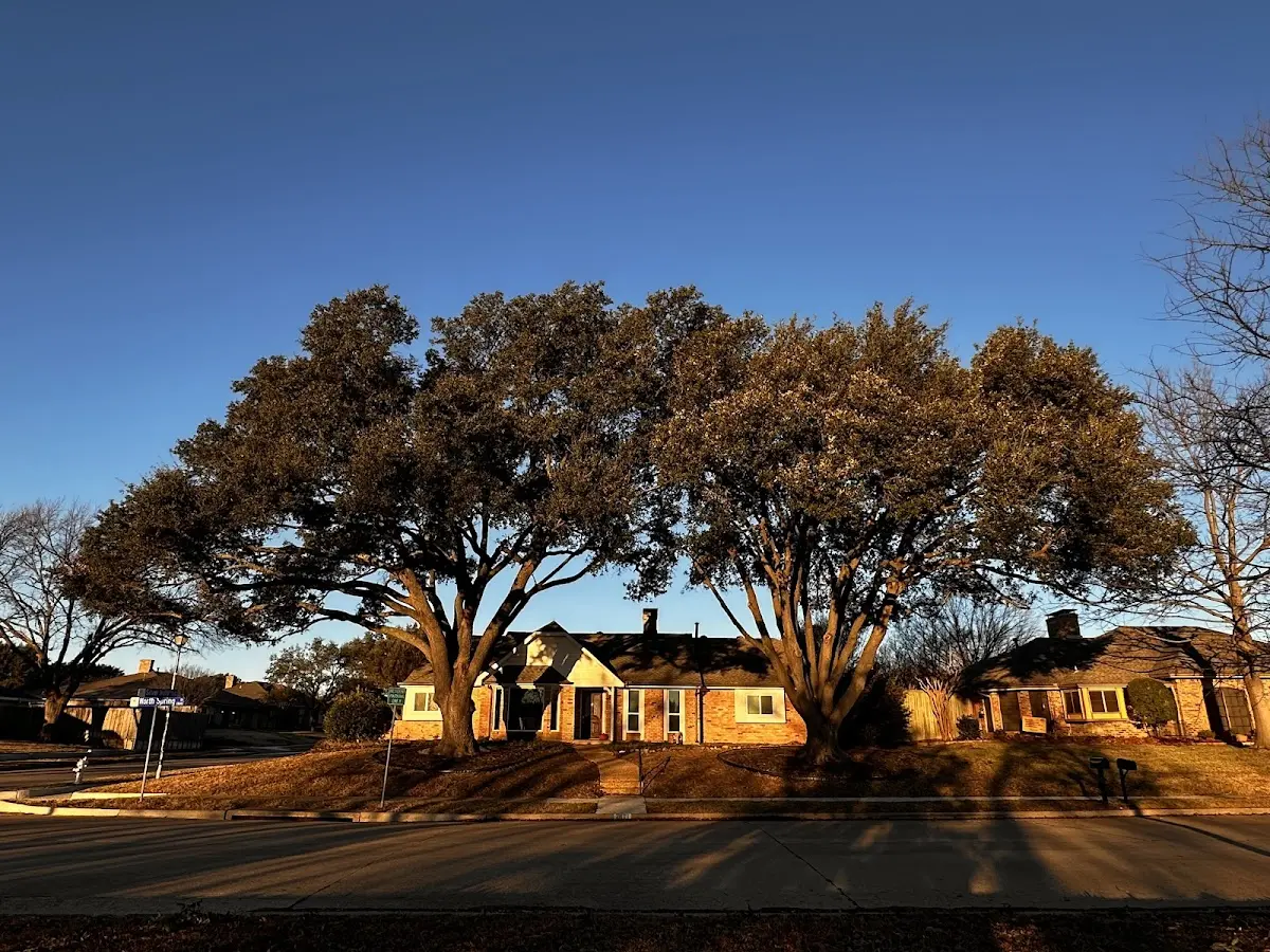 Established residential canopy tree shading a home in Hephzibah